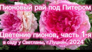 Пионовый рай под Питером. Цветение пионов часть 1-я. В саду у Светланы г.Пушкин