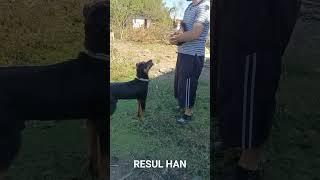 Ateş VS Kedi  Sizce parçalarmı? #dog #shorts