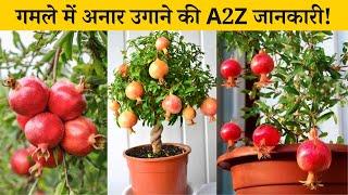 गमले में ढेर सारे अनार उगाने की A2Z जानकारी  Anar Kaise Ugaye  Pomegranate Tree Care in pot Hindi