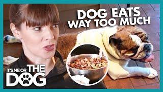 Overfeeding Your Dog  Its Me or the Dog