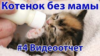 Котёнок без мамы. Видеоотчёт #4  Актуально