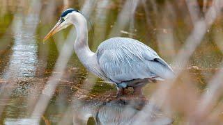 Saving Our Marsh Protecting Blackwater Wildlife Refuge