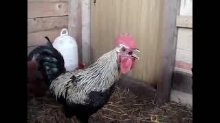 Longest Death Metal Rooster Crow Ever Smooth Slow Motion