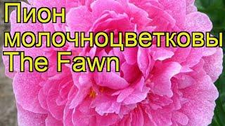 Пион молочноцветковый Олененок. Краткий обзор описание характеристик paeonia lactiflora The Fawn
