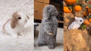 The CUTEST BUNNY RABBITS on the Internet 2023  Easter Bunnies TikTok Compilation #2