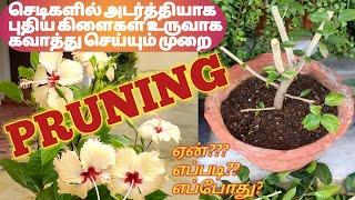 Pruning...why?when?and how?  செடிகள் அடர்த்தியாகவும் செழிப்பாகவும் வளர கவாத்து செய்யும் முறை 