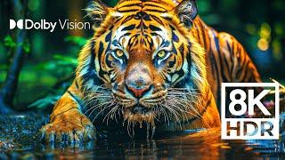 WILD WORLD DOLBY VISION™  EXTREME COLORS 8K HDR