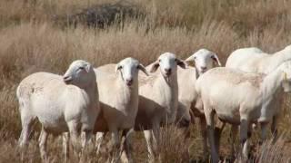 Van Rooy Sheep - South Africa