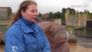 Fiet fieuw Walrus Nikolai houdt Harderwijk wakker met zijn gefluit