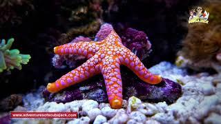 Amazing World of Sea Stars - Best Explanation of Sea Stars in 2020