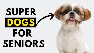 Top 25 Dog Breeds For Seniors & Elderly - Low Maintenance + Dont Shed