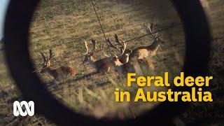The complex conundrum of wild deer in Australia   Meet the Ferals Ep 3  ABC Australia