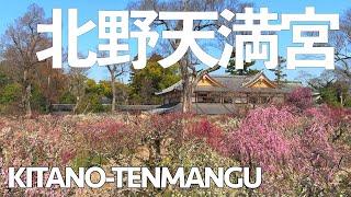 Kyotos Plum Blossoms - Kitano Tenmangu Shrine