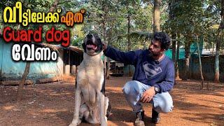 ഇതിൽ ഏത് GUARD DOG  ആണ്   ഇഷ്ടപ്പെട്ടത് ?  Vickies Greeny