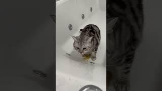 Uncensored Cat VOMITS #shorts