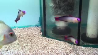 Purple Firefish or decora firegoby Nemateleotris decora