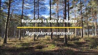 Buscando la seta de Marzo... ¿en enero?Hygrophorus marzuolus
