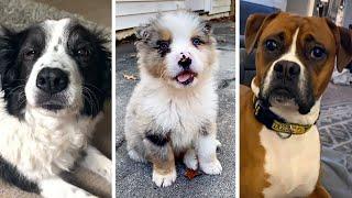 Most Viral DOGS on the internet  Funny PUPPIES Compilation 