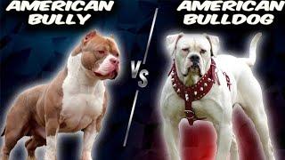 American Bully VS American Bulldog - Comparison