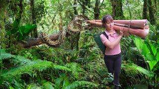 Venturing Into The Forest To Find Food For Pigs And Encountering Large Python  Phuong Harvesting