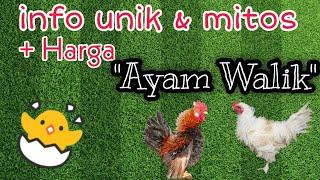 Info Unik dan Mitos serta Harga Ayam Walik