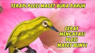 Terapi pleci cepat buka paruh dan nembak dan bisa mengatasi pleci macet bunyi