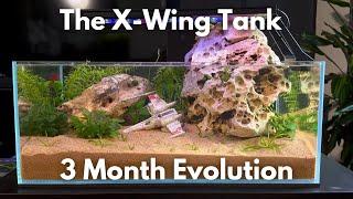 The X wing Shallow Aquarium - 3 Month Evolution
