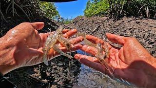 Umpan Udang Hidup Melimpah Ruah