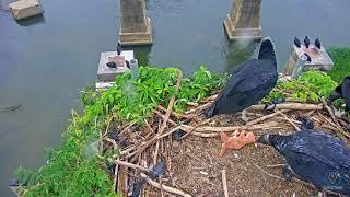 Vulture takes Kanga from osprey nest