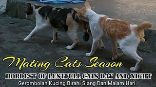 kucing birahi  hordest of lustfull cats day & night  mating cat season