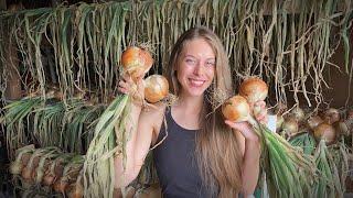 What I Did To Grow LARGE ONIONS From SEED 2023 Onion Harvest