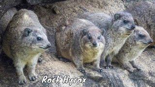 Incredible Rock camouflage Hyrax Rock Rabbit Moving on the Rock with its feet.