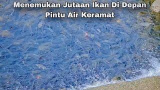 Menemukan Jutaan Ikan Di Depan Pintu air keramat  Nyeser ikan