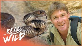 Steve Irwin Meets The Worlds Most Venomous Snakes  Real Wild