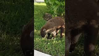 COCODRILOS EN CANCUN 