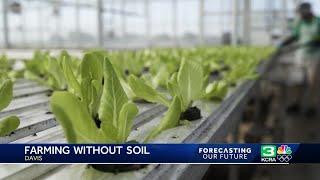 Future of food Davis company farms without using soil