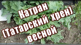 244_Катран улучшенный аналог хрена весной