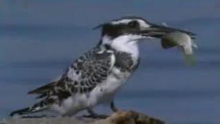 Pied Kingfisher Catching Fish in Split Second  BBC Studios