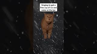 You may have been tricked... #ice #water #funny #cat #cats #everest