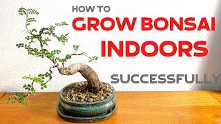 How to grow Bonsai trees indoors successfully