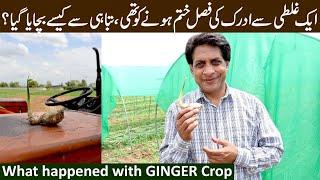 Ginger Farming  BIG Problem Faced  Ginger was nearly to die  May 2024