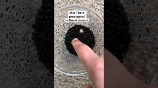 Corm Update in fluval   Watch till end  #plantcaretips #alocasia #propagation #shorts #corms