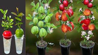 How To Growing Apple and Guava Tree Using Aloe Vera With Sand apples from guavas trees many fruits