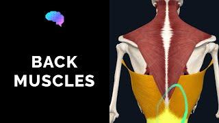 Muscles of the Back 3D Anatomy Tutorial  UKMLA  CPSA