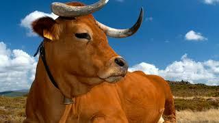 Arouquesa Cow The Arouquesa Cattle Breed • Cow Video