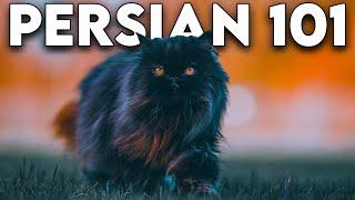 Persian Cat 101 - Literally Everything You Need To Know Updated