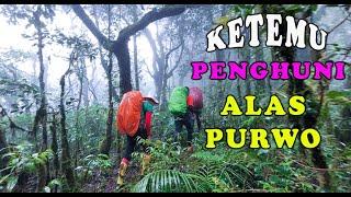 Ketemu Penghuni ALAS PURWO  Penelusuran