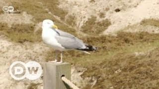 Ein Sommertag auf Norderney  DW Deutsch