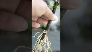 طريقة رهيبة لزراعة التين فى عز الصيف #garden #farming #gardening