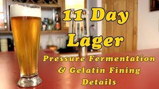 Larrys Quick Lager Munich Helles Pressure Fermentation & Gelatin Fining Details